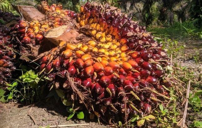 Harga TBS Plasma Naik, Swadaya Turun: Kesenjangan Capai Rp492 per Kilogram