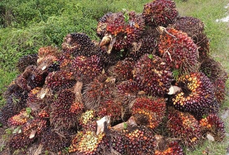Harga TBS Kelapa Sawit Pekebun Mitra Sulawesi Barat Periode Juli 2026