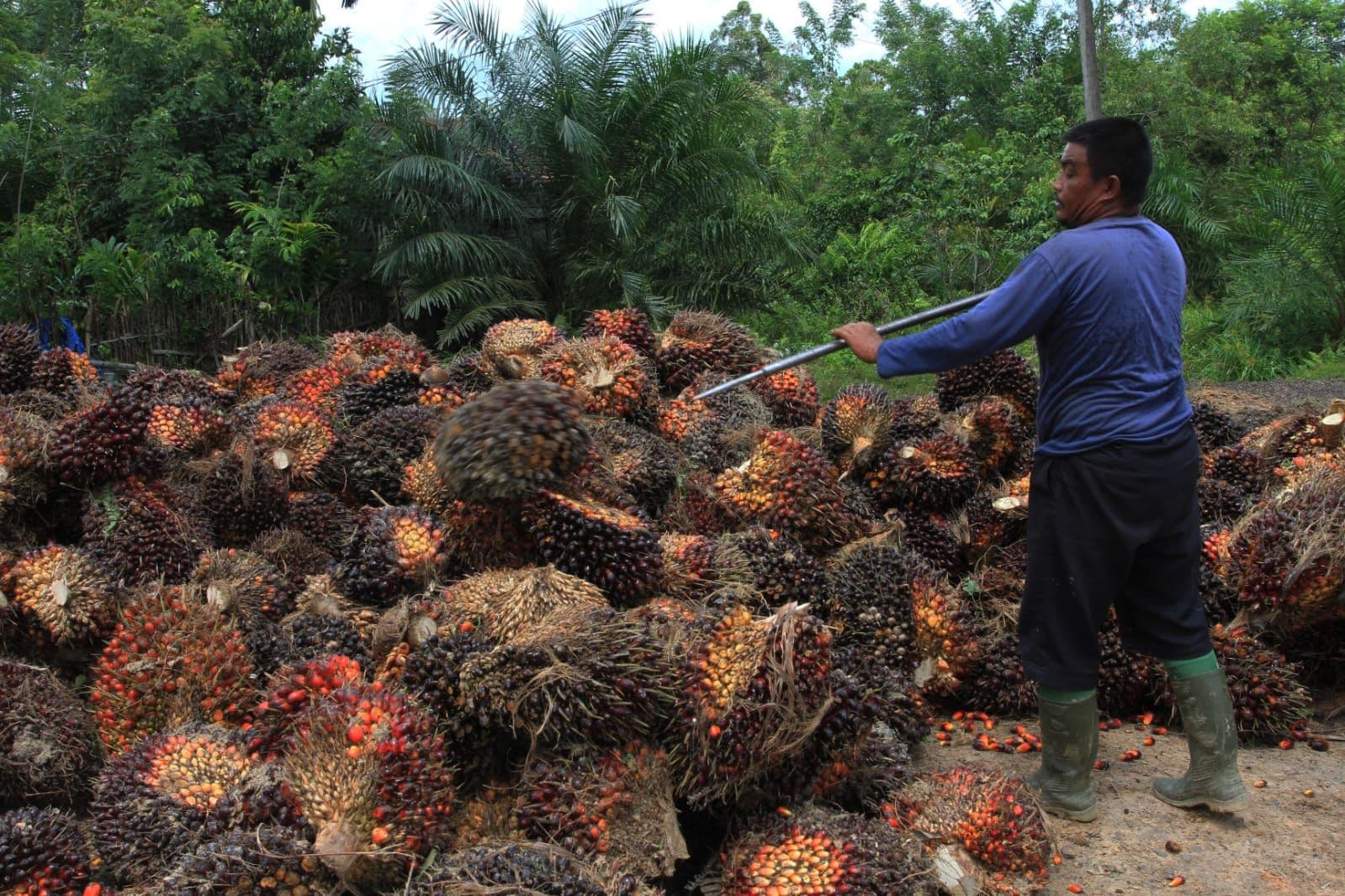 Harga TBS Mulai Pulih, Amran Ancam Perusahaan yang Mainkan Harga