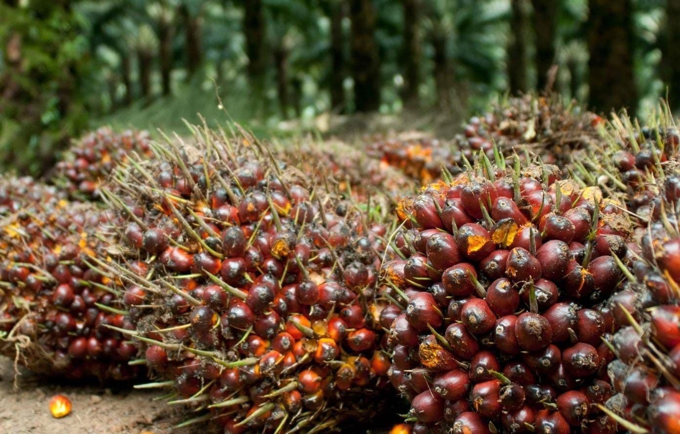 Harga TBS Sawit Sumatera Barat Periode 15–21 Juli 2026 
