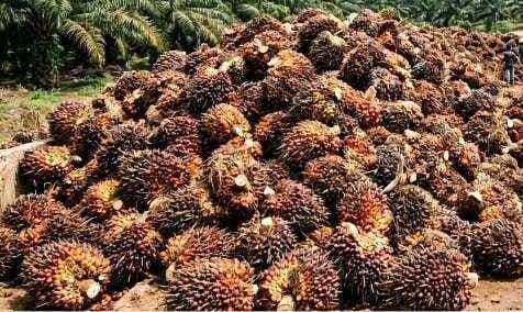 Harga TBS Kelapa Sawit Jambi Periode 17–23 Juli 2026, Usia Tanaman 10–20 Tahun Naik Rp7,47/Kg