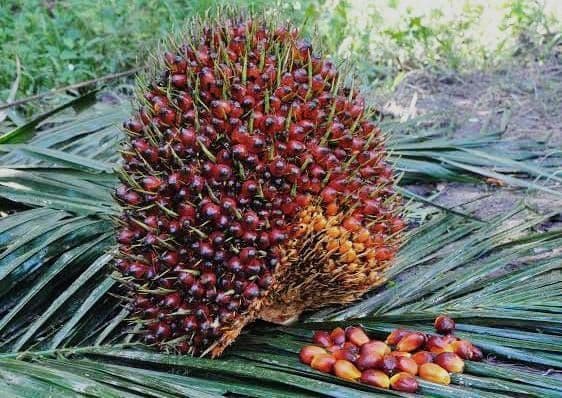 Harga CPO Stabil, Seberapa Besar Peluang TBS Petani Terus Menguat?