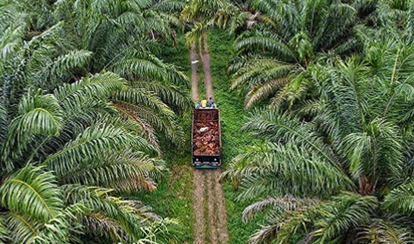 B50 Butuh Tambahan 4 Juta Ton CPO, PalmCo: Kenaikan Produktivitas Kebun Rakyat Jadi Kunci