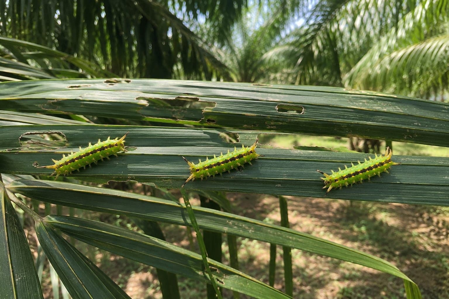 Hati-hati Ulat Api Berulah di Kebun Sawit 