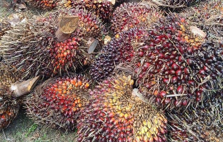 Harga TBS Sawit Plasma Papua Barat Juli 2026 Capai Rp3.128 per Kilogram