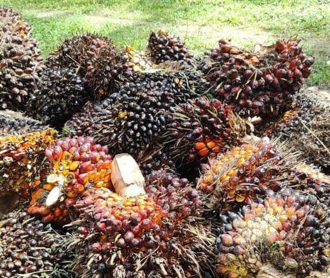 Harga TBS Sawit Plasma Riau Naik Rp39,58 per Kilogram, Tertinggi Tembus Rp3.930