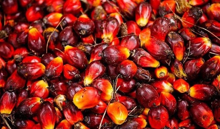 Pemerintah Dorong Hasil Riset Sawit Masuk Industri, Perkuat Hilirisasi dan Daya Saing Nasional 