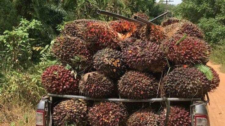 Harga TBS Sawit Mitra Plasma Sumut Naik, Tertinggi Rp3.934,74 per Kg