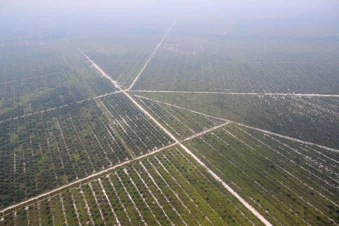 Ketersediaan Air Sawit Diprediksi Menurun, Sejumlah Sentra Masuk Kategori Kurang pada Agustus-Oktober 2026