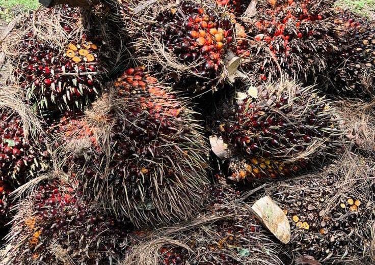 Harga TBS Sawit Kalbar Periode III Juli 2026 Capai Rp3.600,19 per Kilogram