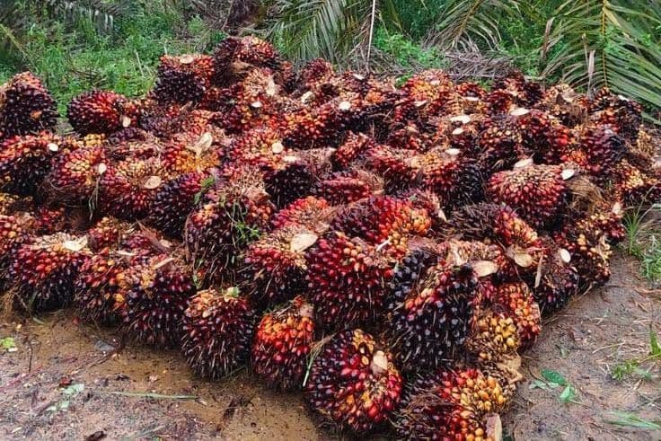 Indonesia Didorong Percepat Hilirisasi Sawit, CORE: Potensi Produk Turunan Masih Jauh Lebih Besar