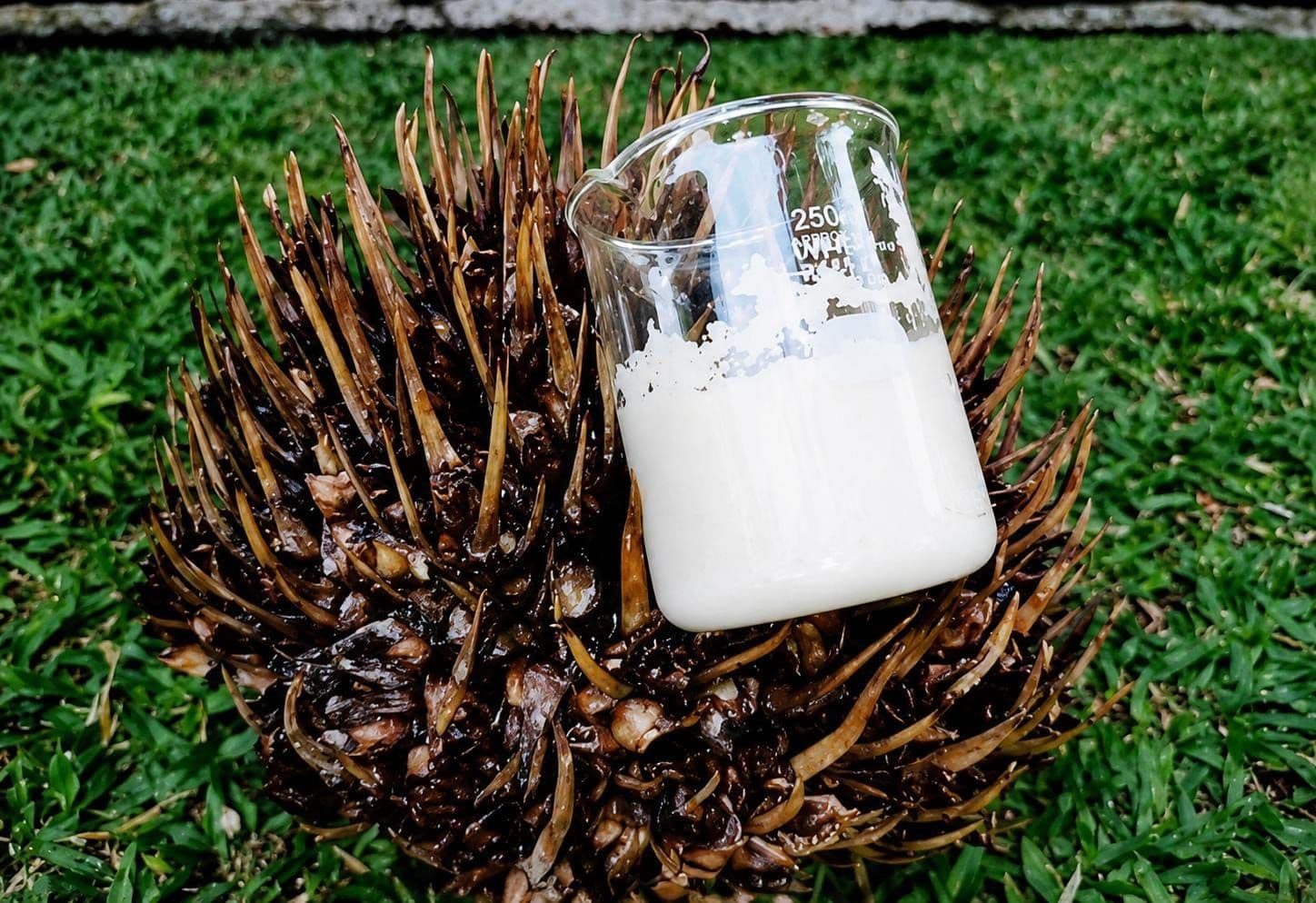 Siswa SMA di Bogor Sulap Tandan Kosong Sawit Menjadi Krim Tabir Surya