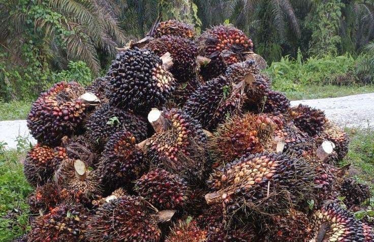 Bioenergi Sawit Perluas Pasar TBS Petani