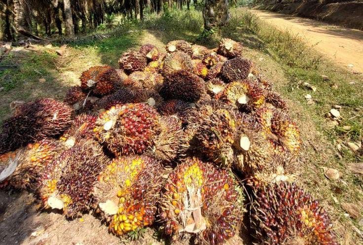 Bioenergi Sawit Buka Pasar Baru bagi Petani dan Perkuat Ketahanan Energi Nasional