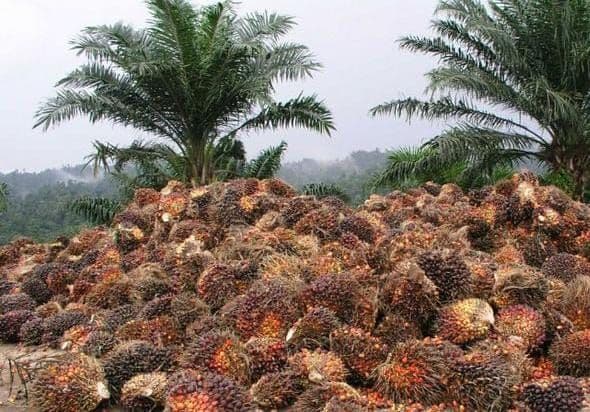 Daftar Harga TBS Kelapa Sawit Nasional Pekan 20–26 Juli 2026