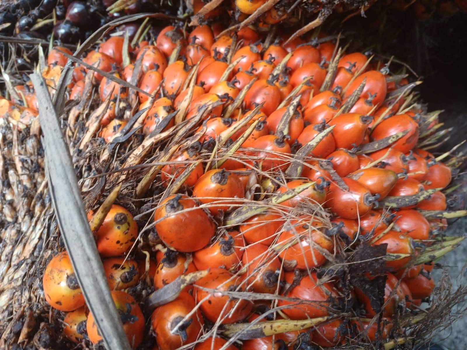 Harga TBS Sawit Kalsel Naik pada Periode Kedua Juli 2026, Capai Rp 3.710,24 per Kg