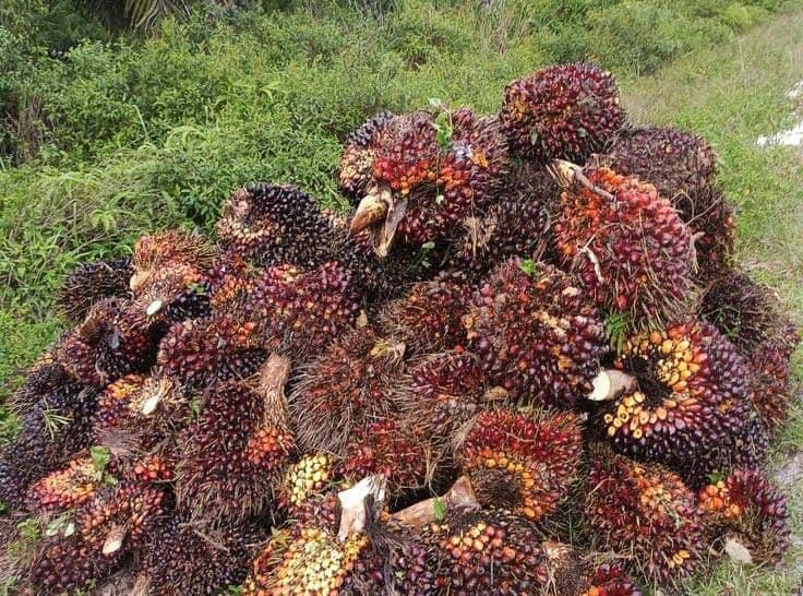 Harga TBS Sawit Mitra Plasma Gorontalo Periode Juli 2026, Tertinggi Rp3.172/Kg untuk Umur 10–20 Tahun