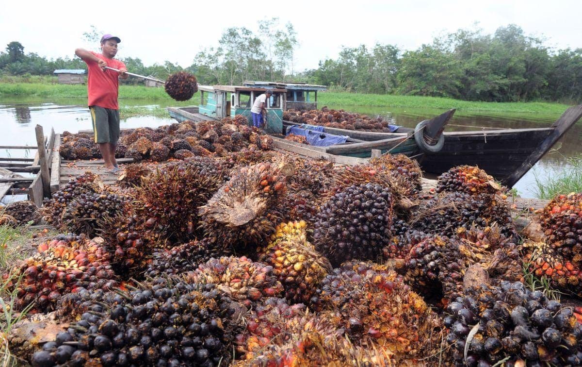 Pelabuhan Teluk Tapang Diusulkan Jadi PSN, Sumbar Bidik Hilirisasi Sawit dan Industri Hijau