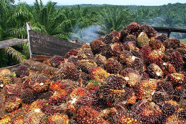 Harga TBS Mitra Kaltim Periode II Juli 2026 Naik, Usia Tanaman 10 Tahun ke Atas Tembus Rp3.528,11/Kg