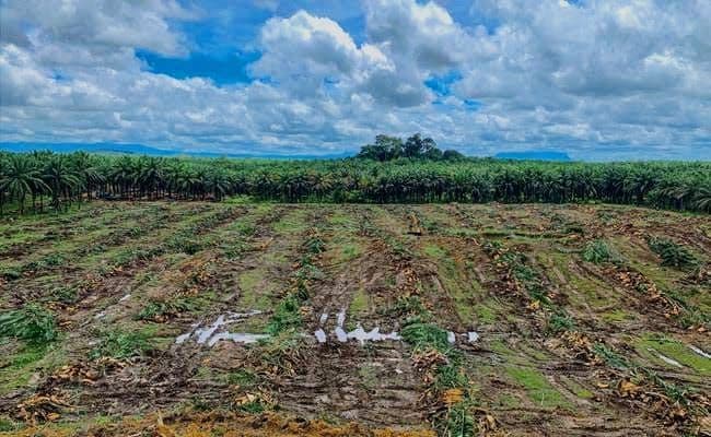 Lambatnya Pencairan Dana PSR Dinilai Ancam Minat Petani Sawit Sumut, Produksi Berisiko Tertekan
