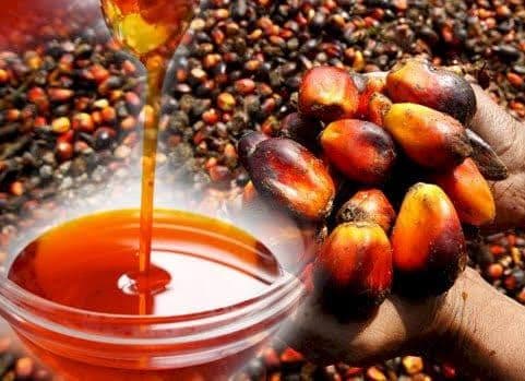 Prof Agus Pakpahan: Minyak Sawit Merah Bisa Jadi Senjata Indonesia Atasi Defisiensi Vitamin A