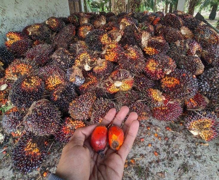 Bapanas: PKS yang Beli Sawit di Bawah Rp3.000 per Kg Berpotensi Tindak Pidana