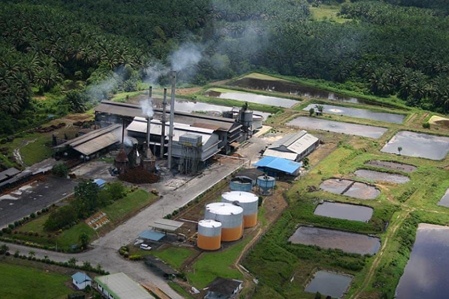 Petani Sawit Jambi Tolak Moratorium PKS: Dinilai Bisa Jadi Bumerang Saat Produksi TBS Naik