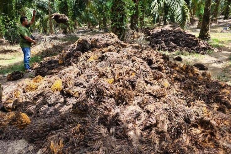 Nanolignin dari Limbah Sawit Efektif Serap Timbal