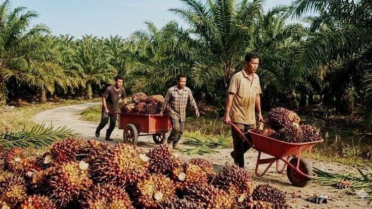 K3 Jadi Kunci Produktivitas dan Daya Saing Industri Sawit