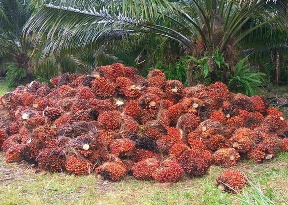 Harga TBS Sawit Lampung Naik hingga Rp44,82 per Kg