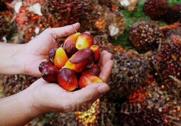 Harga TBS Sawit 22 Provinsi APKASINDO Periode 17-23 Agustus 2026