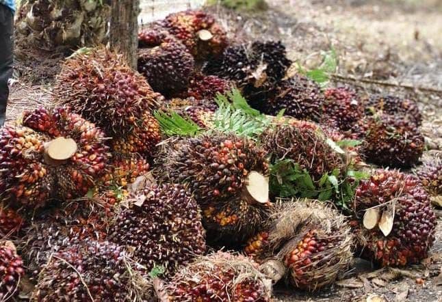 Pemerhati Sawit Dorong Percepatan Bursa Sawit Indonesia