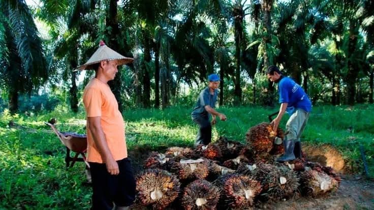 Petani Sawit Sulawesi Soroti Ketimpangan Harga TBS, Minta Perusahaan Patuh Harga Penetapan