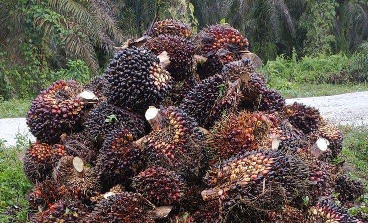 Harga TBS Sawit 22 Provinsi Periode 24–30 Agustus 2026