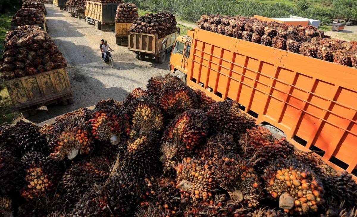 Harga Acuan CPO September Naik, Bea Keluar Dipatok US$148 per Ton