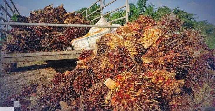 Harga TBS Sawit 22 Provinsi APKASINDO, Sumut Tertinggi Rp4.079 per Kg