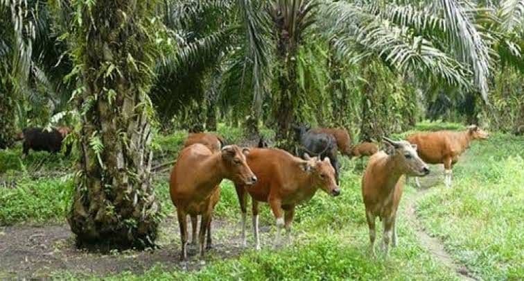Integrasi Sawit-Sapi Didorong untuk Perkuat Ketahanan Pangan Kalsel