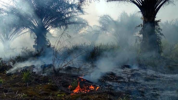 Karhutla Juga Berdampak Pada Sawit, Rusak 1.052 Tanaman Muda di Nabire