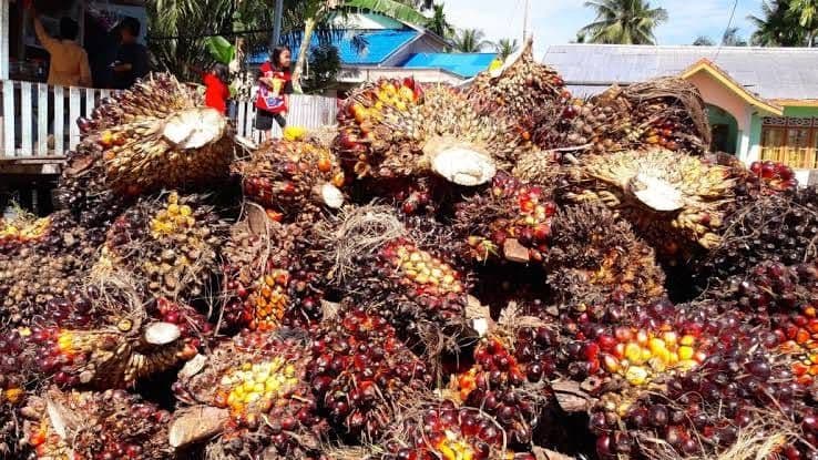Harga TBS Mitra Plasma Papua Periode 1–15 September 2026 Tertinggi Rp3.651,77 per Kilogram
