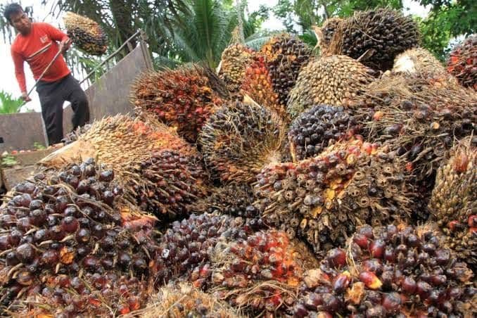 Harga TBS Mitra Swadaya Papua Periode 1–15 September 2026 Capai Rp3.345,13 per Kilogram