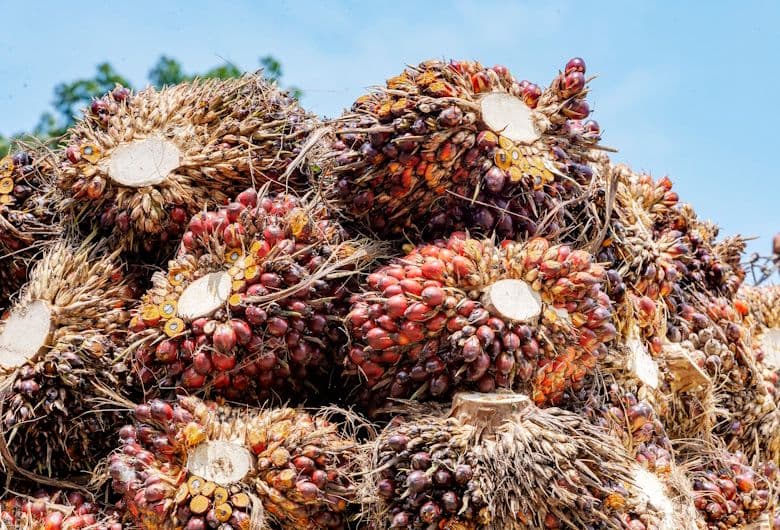Sawit Riau Sumbang 20 Persen Produksi Nasional