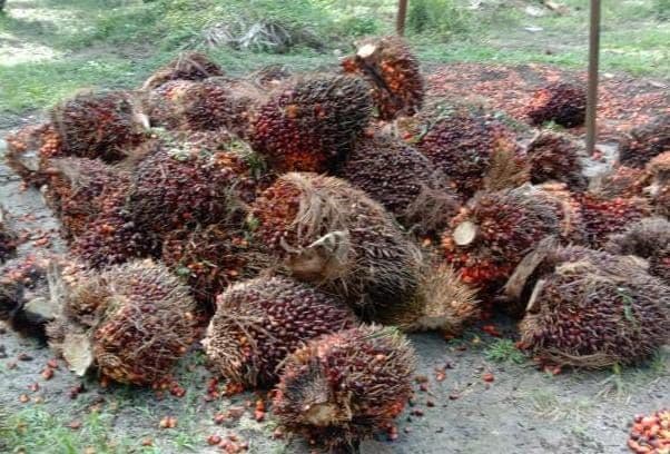 Harga TBS Kelapa Sawit Bangka Belitung Periode 16–30 September 2026