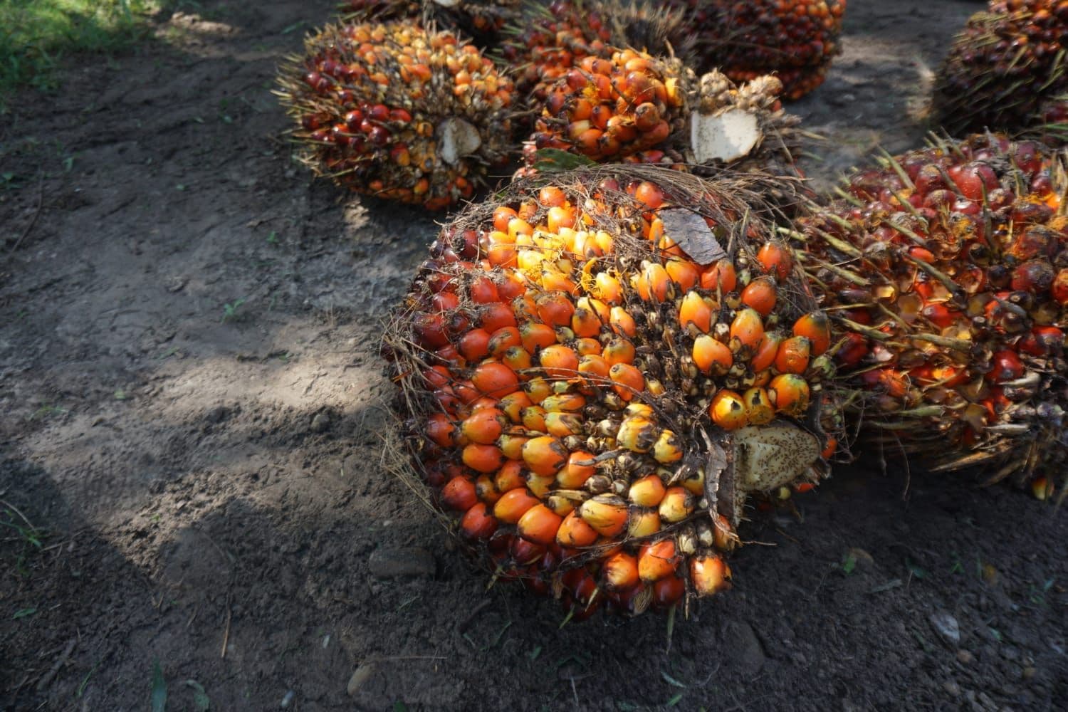 Harga TBS Kelapa Sawit Pekebun Mitra Plasma Gorontalo September 2026