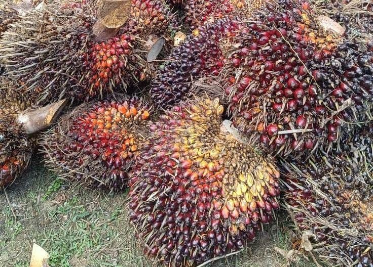Harga TBS Sawit Plasma Riau Periode 23–29 September 2026 Ditetapkan, Umur 9 Tahun Capai Rp3.948,70 per Kg
