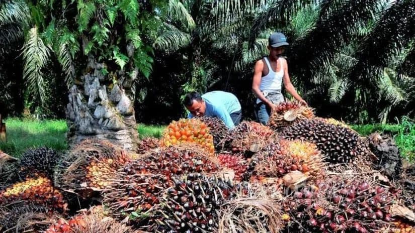 Harga TBS Kelapa Sawit Mitra Swadaya Riau Periode 23-29 September, Usia 9 Tahun Capai Rp3.885,17 per Kg