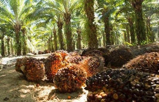 Periode 23 September – 6 Oktober, Harga TBS Sawit Aceh Wilayah Barat Tembus Rp3.713 per Kg
