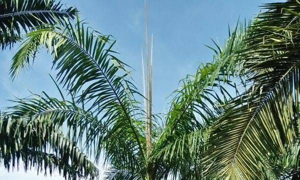 Daun Tombak Menumpuk Bisa Jadi Sinyal Water Stress Kelapa Sawit Saat El Niño