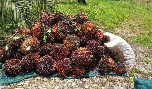 Harga CPO Malaysia Tertekan, Stok Akhir September Diproyeksi Tembus 3 Juta Ton
