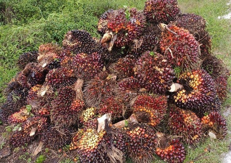 Harga Sawit Riau Turun, Ini Penyebabnya