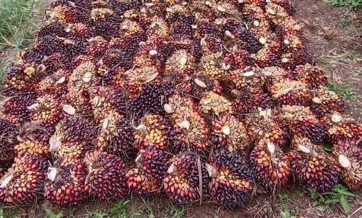 Harga TBS Sawit Swadaya Riau Turun, Usia 9 Tahun Jadi Rp3.733 per Kilogram